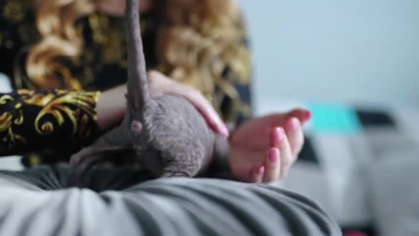 Unrecognizable Woman Playing Little Devon Rex Kitten High Quality Footage — Stok video