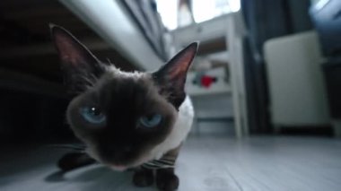 Tabby pointed Devon Rex cat sniffing camera, sitting on a floor. High quality 4k footagesnif