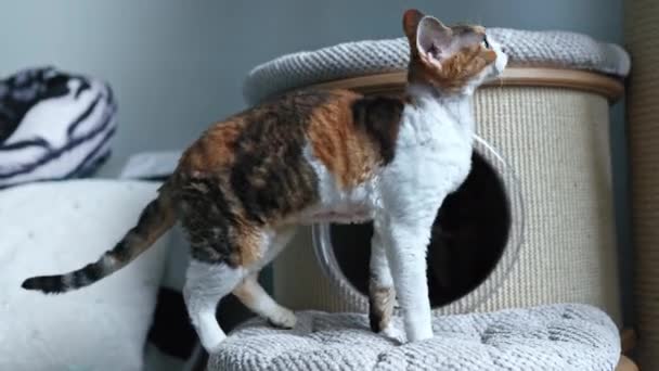 Calico Devon Rex Egy Macskakaparó Házban Kiváló Minőségű Felvételek — Stock videók