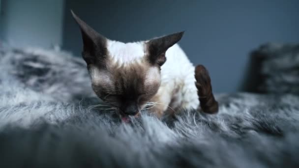 Tabby Pointed Devon Rex Cat Licking Grooming Herself Bedroom Bed — 图库视频影像