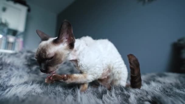 Tabby Señaló Devon Rex Lamiendo Gatos Limpiando Sus Patas Una — Vídeos de Stock