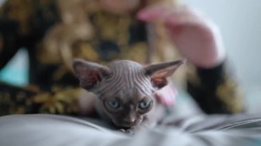 Unrecognizable woman stroking little Devon Rex kitten, close up. High quality 4k footage