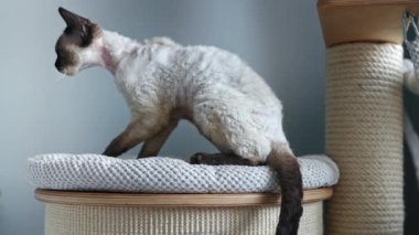 Tabby pointed Devon Rex cat cleaning herself on a cat scratcher post. High quality 4k footage