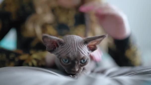 Unrecognizable Woman Stroking Little Devon Rex Kitten Close High Quality — Stok video