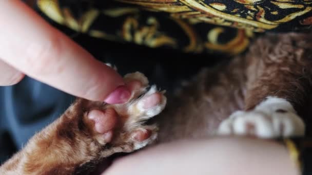 Closeup Woman Finger Touching Pink Pads Devon Rex Cat Paw — Stock Video