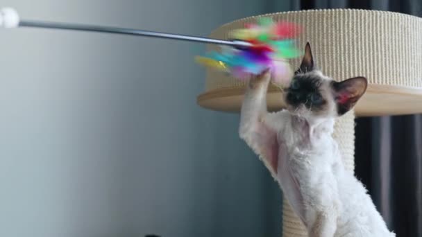 Tabby Wees Devon Rex Kat Spelen Met Een Toverstokje Hoge — Stockvideo