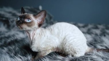 Tabby yatakta oturan Devon Rex kedisini işaret etti. Yüksek kalite 4k görüntü