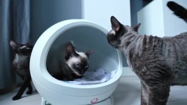 Modern ısıtmalı kedi yatağının etrafında dört renkli Devon Rex kedisi. Yüksek kalite 4k görüntü