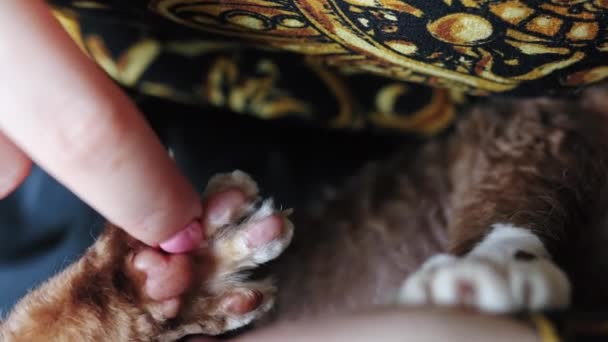 Closeup Woman Finger Touching Pink Pads Devon Rex Cat Paw — Stok video