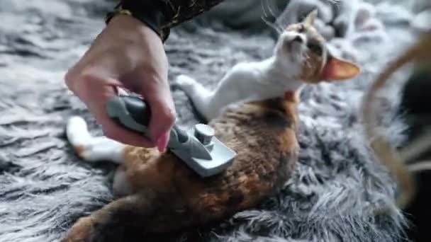 Μια Γυναίκα Χτενίζει Τον Γάτο Του Ντεβόν Ρεξ Βούρτσα Υψηλής — Αρχείο Βίντεο