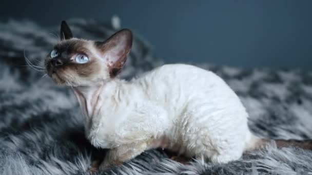 Tabby Yatakta Oturan Devon Rex Kedisini Işaret Etti Yüksek Kalite — Stok video