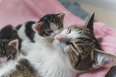 Yeni doğmuş kedi yavrusu annesinin yanağından öpüyor. Yüksek kalite fotoğraf