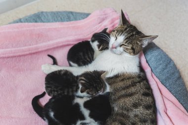 Anne kedi, bir haftalık yavrularına sarılıyor. Yüksek kalite fotoğraf