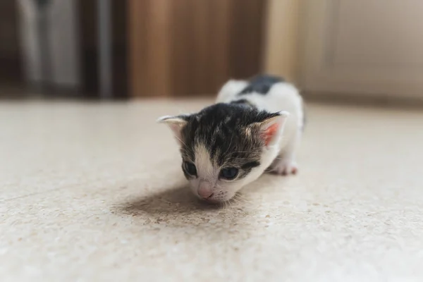 Little Tabby Newborn Kitten Crawling Floor High Quality Photo — Stock Photo, Image