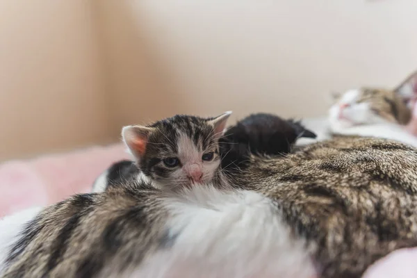Pequenos Gatinhos Recém Nascidos Descansando Sua Barriga Pele Mãe Foto — Fotografia de Stock