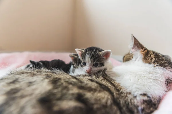 刚出生的小猫躺在妈妈的毛皮肚子上 高质量的照片 — 图库照片