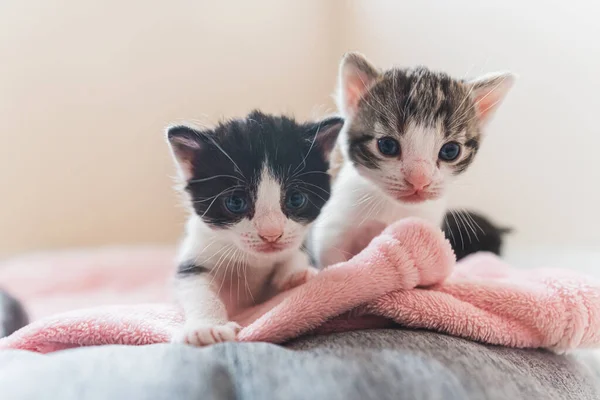 Frontansicht Zweier Neugeborener Kätzchen Mit Weißer Schnauze Die Die Kamera — Stockfoto