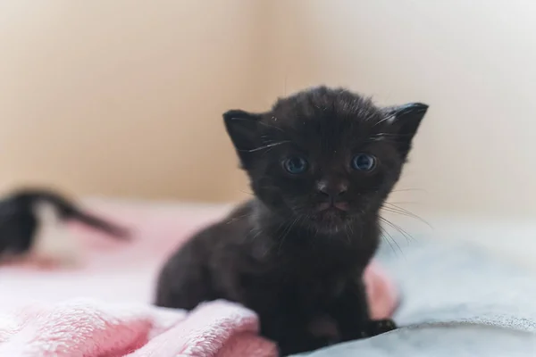 Nahaufnahme Schwarzes Neugeborenes Kätzchen Mit Blauen Augen Das Die Kamera — Stockfoto