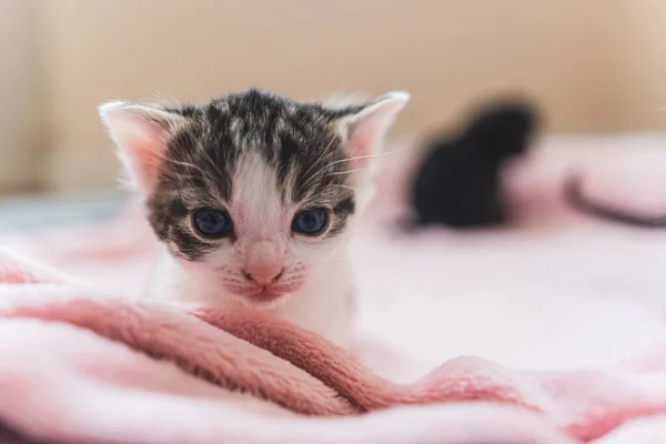 Kameraya Bakan Mavi Gözlü Yeni Doğmuş Yavru Kedicikler Yüksek Kalite — Stok fotoğraf