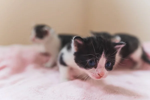 Black White Newborn Kitten Sniffing Camera High Quality Photo — Stock Photo, Image