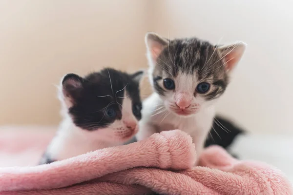 Vorderansicht Zweier Neugeborener Kätzchen Mit Weißer Schnauze Auf Einer Rosa — Stockfoto