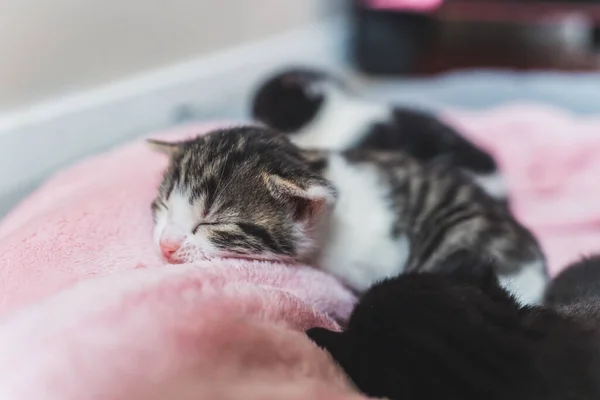 Три Крошечных Котенка Спят Розовом Одеяле Высокое Качество Фото — стоковое фото