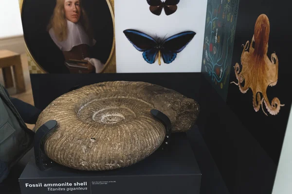 Primer Plano Una Concha Amonita Fósil Museo Historia Natural Nottingham —  Fotos de Stock