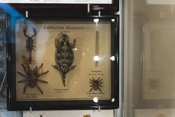 Φιγούρες Από Αράχνες Και Ερπετά Στο Wollaton Hall Museum Δημοφιλής — Φωτογραφία Αρχείου