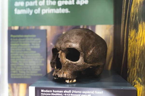 Primo Piano Cranio Umano Moderno Wollaton Hall Regno Unito Homo — Foto Stock