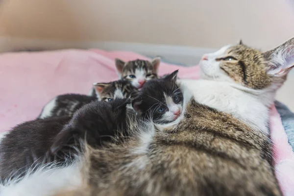 Macska Anya Alszik Kiscicáival Kiváló Minőségű Fénykép — Stock Fotó