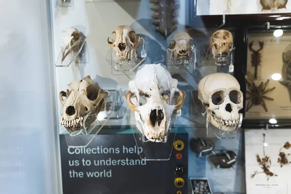 Κοντινό Πλάνο Απολιθωμάτων Ανθρώπου Και Ζώων Στο Μουσείο Φυσικής Ιστορίας — Φωτογραφία Αρχείου