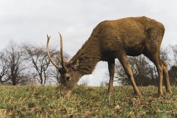 Wollaton Hall 'da otları yiyen bir geyik resmi. Yüksek kalite fotoğraf