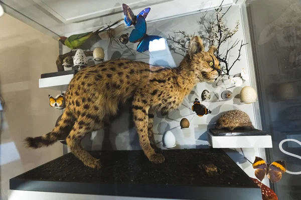 Βαλσαμωμένα Ζώα Πίσω Από Γυαλί Που Εκτίθεται Στο Μουσείο Wollaton — Φωτογραφία Αρχείου
