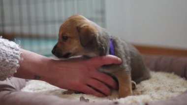 Köpek barınağında küçük şirin bir köpek yavrusunu eğiten bir kadın. Yüksek kalite 4k görüntü
