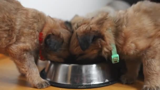 Mezclar Pequeños Cachorros Raza Que Comen Del Mismo Tazón Colocado — Vídeos de Stock