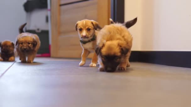 Los Cachorros Marrones Raza Mixta Huelen Suelo Habitación Refugio Para — Vídeos de Stock