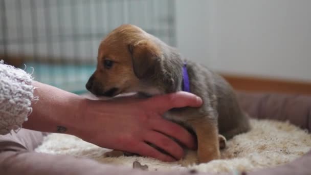 Mulher Treinando Filhote Cachorro Bonito Leigos Uma Cama Cachorro Confortável — Vídeo de Stock