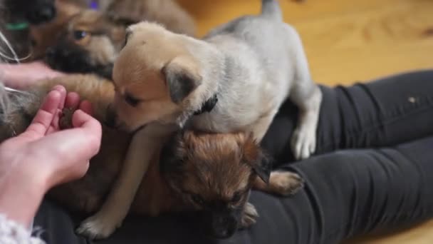 Mujer Joven Alimentando Lindos Cachorros Mientras Acurrucan Con Ellos Sentados — Vídeos de Stock
