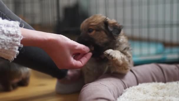 Γυναίκα Ταΐζει Ένα Αξιολάτρευτο Κουτάβι Χέρι Της Ένα Καταφύγιο Σκύλων — Αρχείο Βίντεο