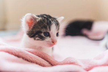 Pembe bir battaniyenin üzerinde yeni doğmuş bir yavru kedi. Yüksek kalite fotoğraf