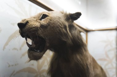 Wollaton Hall Müzesi 'nde sergilenen doldurulmuş bir kaplan figürünün yakından çekimi. Yüksek kalite fotoğraf