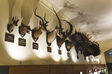 Wollaton Hall Müzesi, İngiltere 'deki farklı hayvanların başları. Yüksek kalite fotoğraf