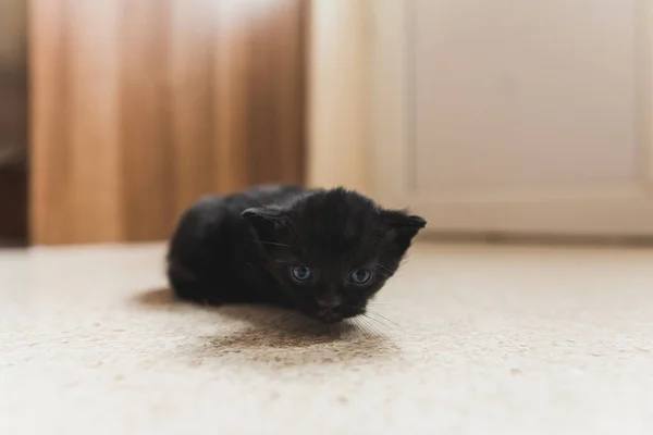 Black Newborn Kitten Floor Looking Camera High Quality Photo — Stock Photo, Image