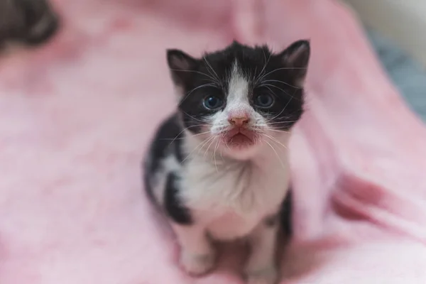 Tiny Újszülött Cica Kék Szemekkel Kamerába Néz Kiváló Minőségű Fénykép — Stock Fotó