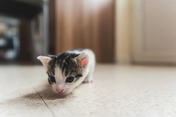 Little Tabby Newborn Kitten Making Her First Steps Floor High — Stock Photo, Image
