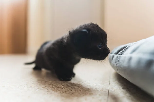 Black newborn kitten walking on the floor inside. High quality photo