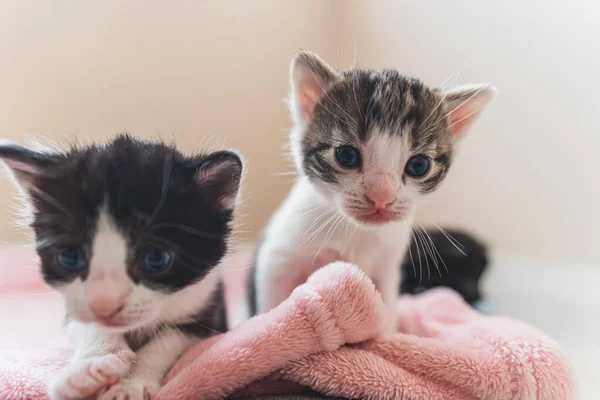 Frontansicht Zweier Neugeborener Kätzchen Die Die Kamera Schauen Und Sie — Stockfoto