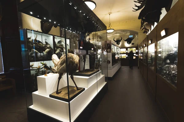 Una Sala Llena Animales Peluche Detrás Del Vidrio Museo Historia —  Fotos de Stock
