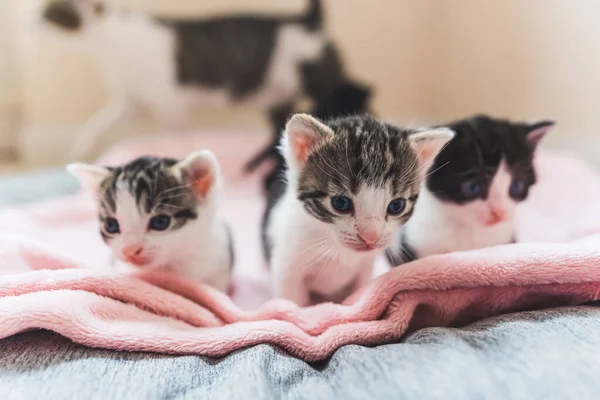 Vorderansicht Von Drei Neugeborenen Kätzchen Mit Blauen Augen Auf Einer — Stockfoto