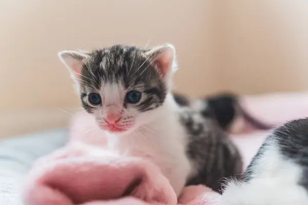 Close Tabby Neugeborenes Kätzchen Mit Blauen Augen Auf Einer Rosa — Stockfoto